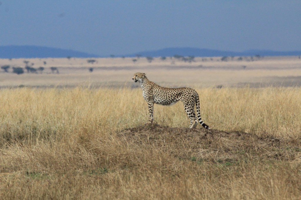 Cheetah on the Serengeti